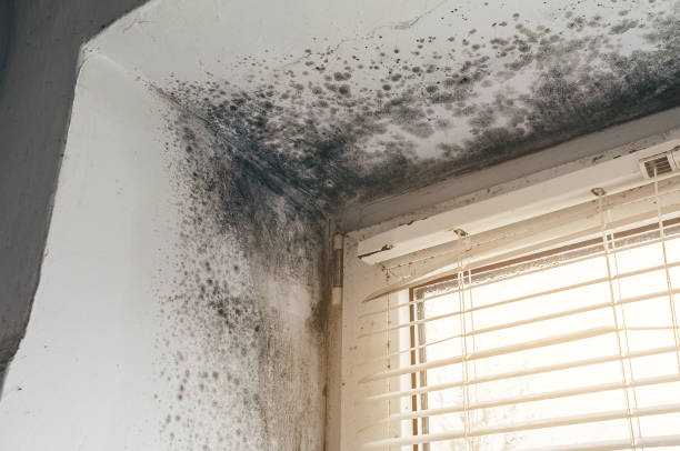 Affordable Mold Cleanup solutions in North, VA
