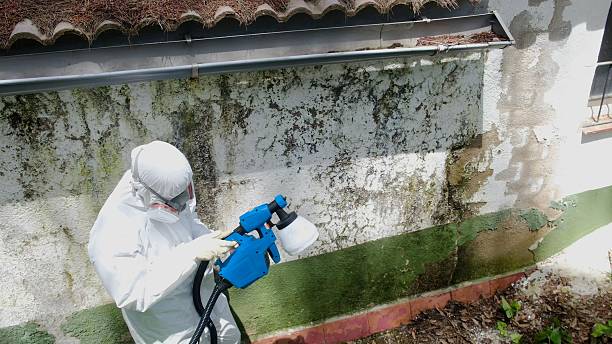 Top rated local Mold Cleanup specialists in North, VA